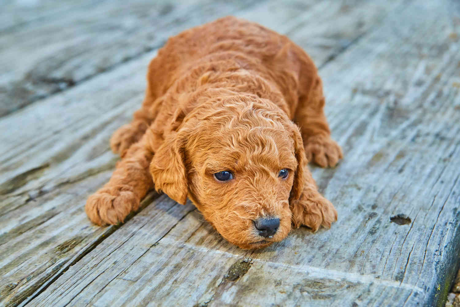 Can Goldendoodles Help with Insomnia? Discover the Benefits of Owning a Goldendoodle as a Companion